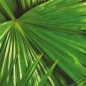 CIRE DE CARNAUBA cire pour parquets